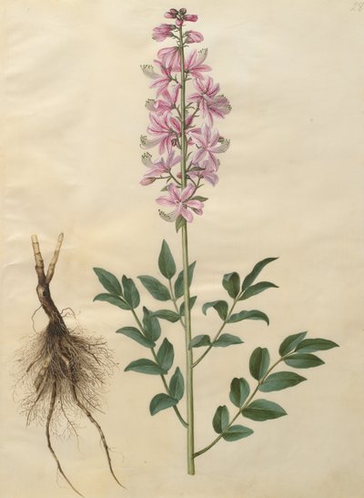 Dictamnus Albus by Johannes Simon Holtzbecher